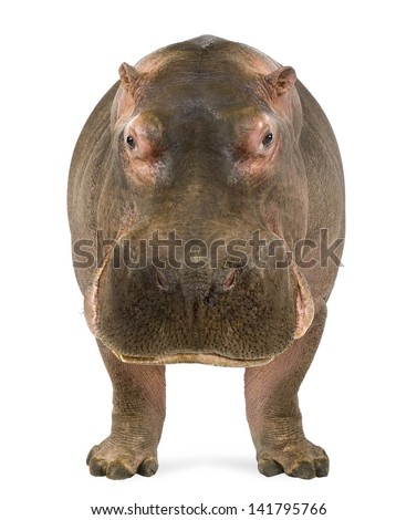 Hippopotamus - Hippopotamus amphibius, facing the camera, isolated on white