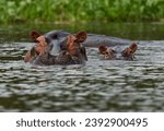 Hippopotamus - Hippopotamus amphibius or hippo is large, mostly herbivorous, semiaquatic mammal native to sub-Saharan Africa. Adult with opened mouth and small cub.