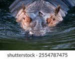 Hippopotamus - Hippopotamus amphibius or hippo is large, mostly herbivorous, semiaquatic mammal native to sub-Saharan Africa. Close up, head shot.