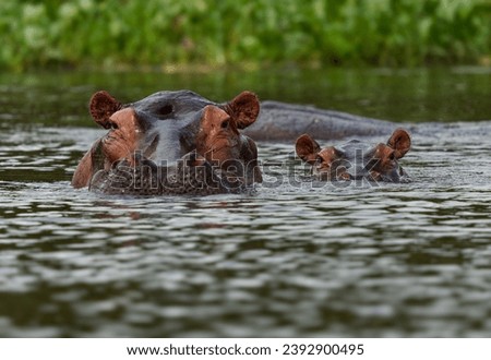 Hippopotamus - Hippopotamus amphibius or hippo is large, mostly herbivorous, semiaquatic mammal native to sub-Saharan Africa. Adult with opened mouth and small cub.