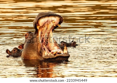 Hippopotamus (Hippopotamus amphibius), hippo yawning with a wide open mouth displaying dominance in evening golden light, Okavango delta, Botswana 