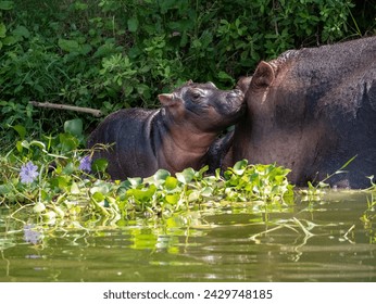 Hippopotamus amphibius at the Kazinga Channel in Uganda. Here a mother hippopotamus with her baby. The Kazinga Channel is a wide, 32 km long natural water canal in Uganda.