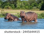 Hippopotamus (Hippopotamus amphibius), Murchison Falls National Park, Uganda, East Africa, Africa