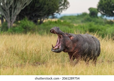 Hippopotamus - Hippopotamus amphibius, popular large mammal from African rivers and lakes, Queen Elizabeth National Park, Uganda.