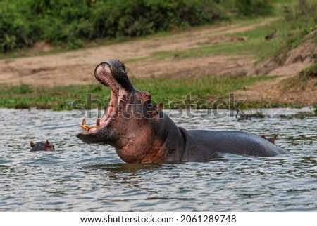 Hippopotamus - Hippopotamus amphibius, popular large mammal from African rivers and lakes, Queen Elizabeth National Park, Uganda.