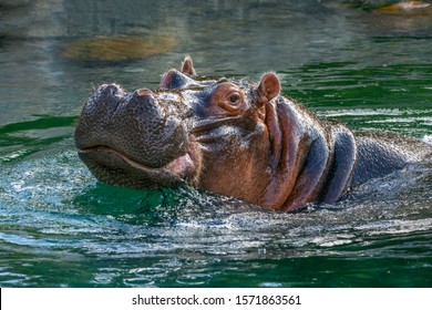 hippopotamus - (Hippopotamus amphibius) or River Horse with head above water, smiling