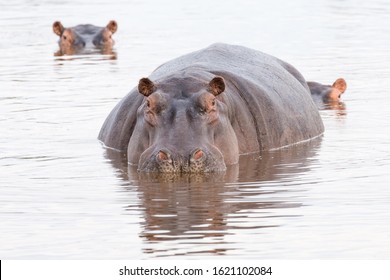 Hippopotamus (Hippopotamus amphibius) in a water hole, half in the water, Okavango Delta, Botswana