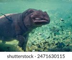 Hippopotamus in the aquarium walking on the bottom of the aquarium