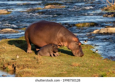 Hippopotamus with calf grazing on a river bank