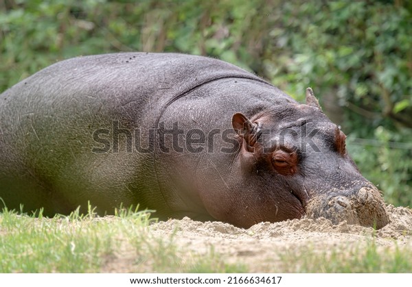 Hippopotamus calf on ground. Portrait of one
sleepy young hippopotamus amphibious. Hippo. Common hippopotamus.
River hippopotamus.
Relaxation.