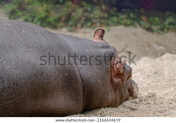Hippopotamus calf on ground. Portrait of one\
sleepy young hippopotamus amphibious. Hippo. Common hippopotamus.\
River hippopotamus.\
Relaxation.