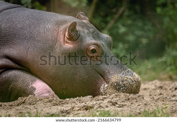 Hippopotamus calf on ground. Portrait of one\
sleepy young hippopotamus amphibious. Hippo. Common hippopotamus.\
River hippopotamus.\
Relaxation.