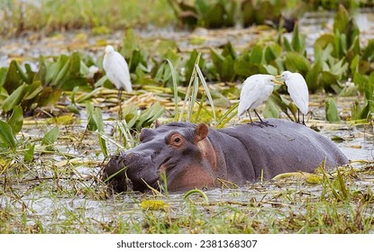 Hippopotamus Calf in water 4K Photo