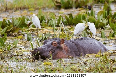 Hippopotamus Calf in water 4K Photo