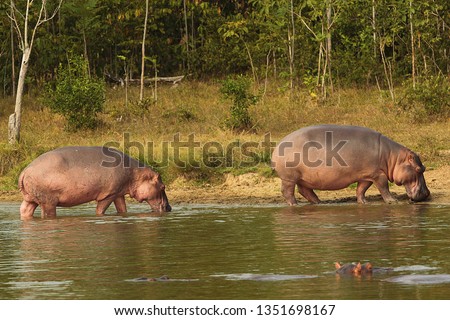 hippopotamus in Colombia
