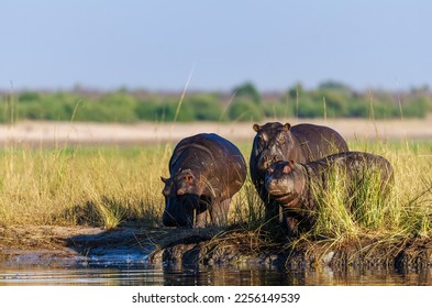 Hippopotamus, common hippopotamus, Nile hippo, river hippopotamus or hippo (Hippopotamus amphibius) on the edge of the Chobe River, Kasane. Botswana