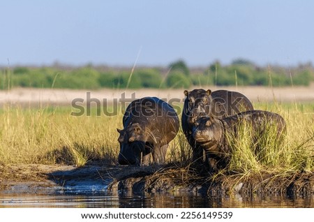 Hippopotamus, common hippopotamus, Nile hippo, river hippopotamus or hippo (Hippopotamus amphibius) on the edge of the Chobe River, Kasane. Botswana