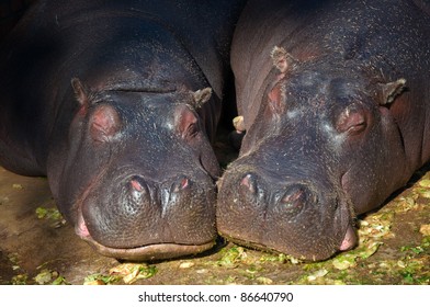 Hippopotamus Couple Sleeping In The Zoo