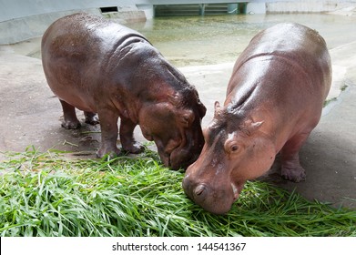  Hippo Eating Images Stock Photos Vectors Shutterstock