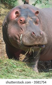 A Hippopotamus Eating Close Up