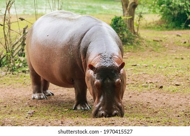 Hippopotamus Eating Grass In Forest