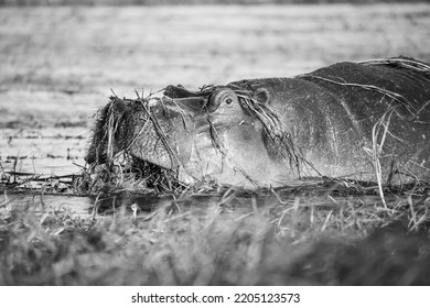 Hippopotamus Eating In The River