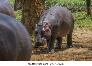 Hippopotamus Eating Salad In Africa