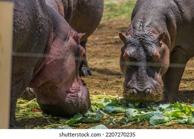 Hippopotamus Eating Salad In Africa