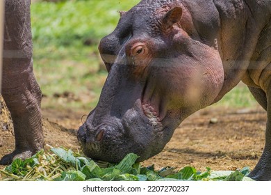 Hippopotamus Eating Salad In Africa