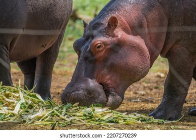 Hippopotamus Eating Salad In Africa