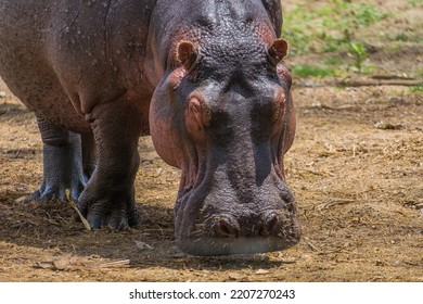 Hippopotamus Eating Salad In Africa