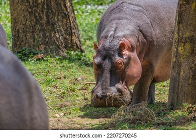 Hippopotamus Eating Salad In Africa