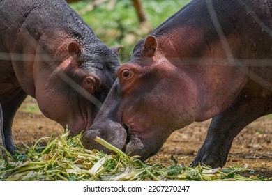 Hippopotamus Eating Salad In Africa