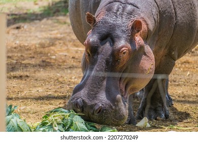 Hippopotamus Eating Salad In Africa