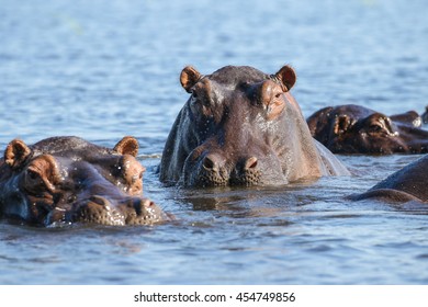 Hippopotamus floating in dam water, Africa - Powered by Shutterstock