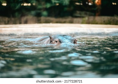 Hippopotamus in green lake water open muzzle. Hippo waiting food in zoo. Animal in nature water habitat close up. African Hippopotamus wildlife.