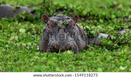 Hippopotamus in green lake water open muzzle. Hippo waiting food in zoo. Specie Hippopotamus amphibius family of Hippopotamidae. Animal in nature water habitat close up. African Hippopotamus wildlife