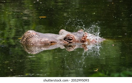 Hippopotamus half submerged in water