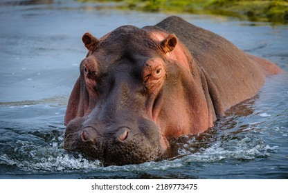 Hippopotamus or Hippo (Hippopotamus amphibius). Kruger National Park. Mpumalanga, South Africa.