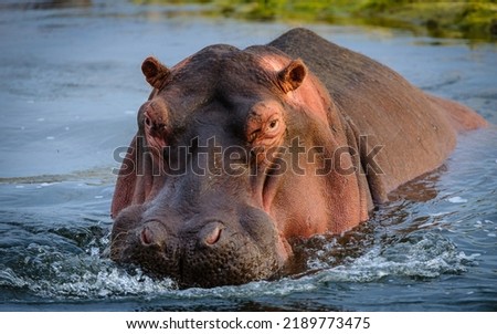 Hippopotamus or Hippo (Hippopotamus amphibius). Kruger National Park. Mpumalanga, South Africa.