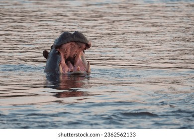 hippopotamus, hippo, Nile hippopotamus, or river hippopotamus (Hippopotamus amphibius) Zambezi River, Zimbabwe - Powered by Shutterstock