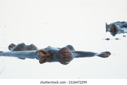 hippopotamus or hippo in the water in high key with selective focus on the closed eye and reflection