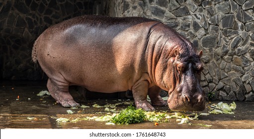 Hippopotamus Hippos Malawi Safari Water