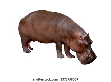 607 Hippo skin color Images, Stock Photos & Vectors | Shutterstock