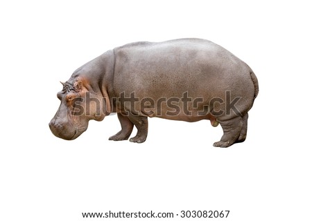 Hippopotamus isolated on white background with clipping path