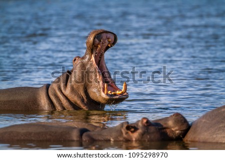 Hippopotamus in Kruger national park, South Africa ; Specie Hippopotamus amphibius family of Hippopotamidae