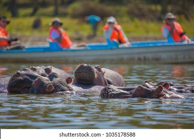 Hippopotamus, Lake Naivasha