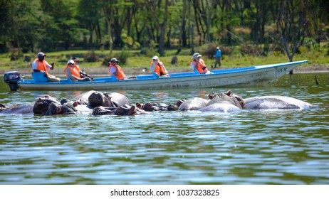 Hippopotamus, Lake Naivasha