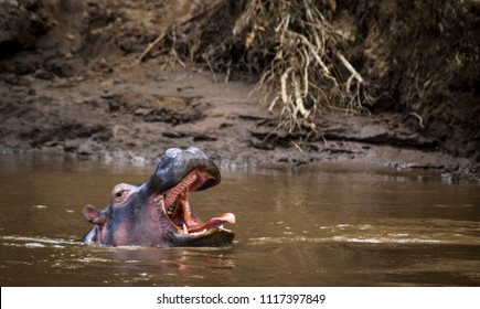 Hippopotamus In Mara River Kenya