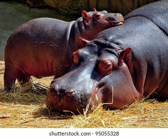 Hippopotamus Mother And A Baby